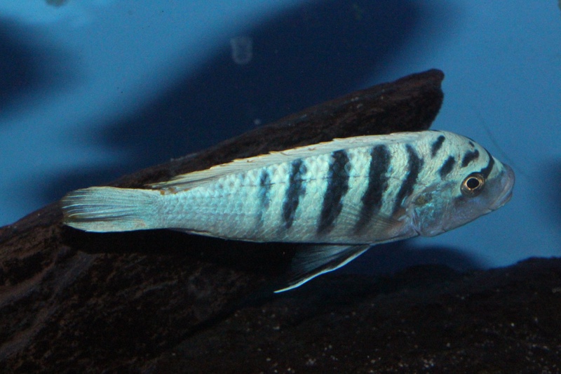 Maylandia zebra 'Boadzulu Island'